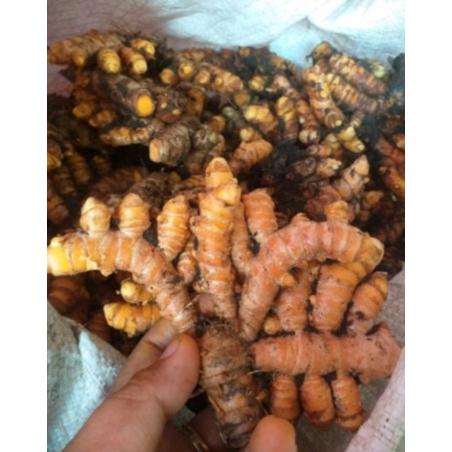 

Kunyit segar alami 1 kg