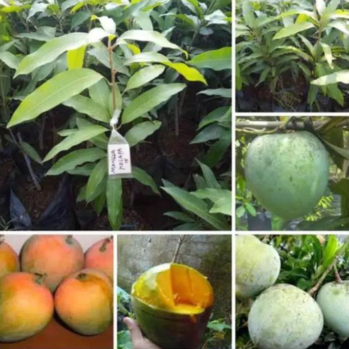 bibit buah mangga kelapa
