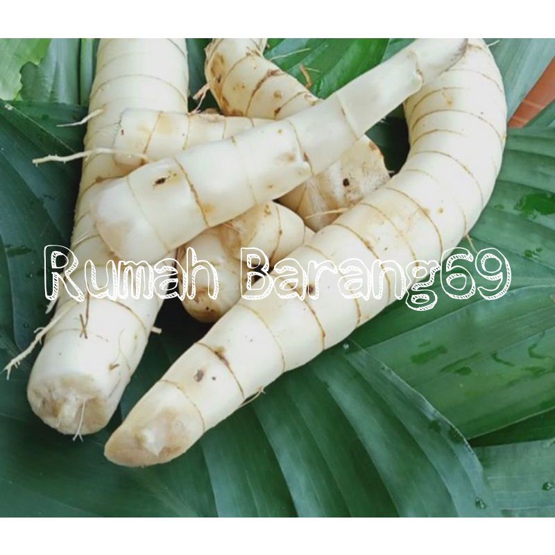 

Umbi garut / tarigu segar 500gr