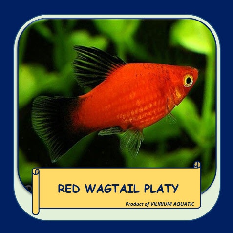 IKAN HIAS AIR TAWAR - RED WAGTAIL PLATY / PLATY EKOR HITAM / BLACK TAIL PLATY / PLATY CORAL BLACK TA