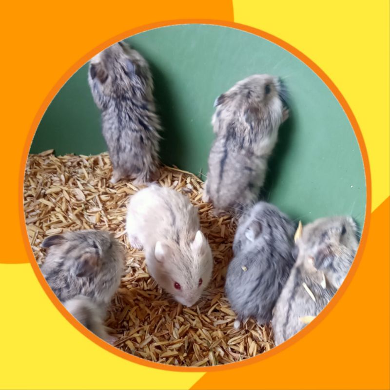 HAMSTER CAMPBELL POLOS