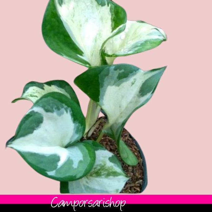 Terlaris Today Sirih gading manjula - Sirih gading manjula keong 