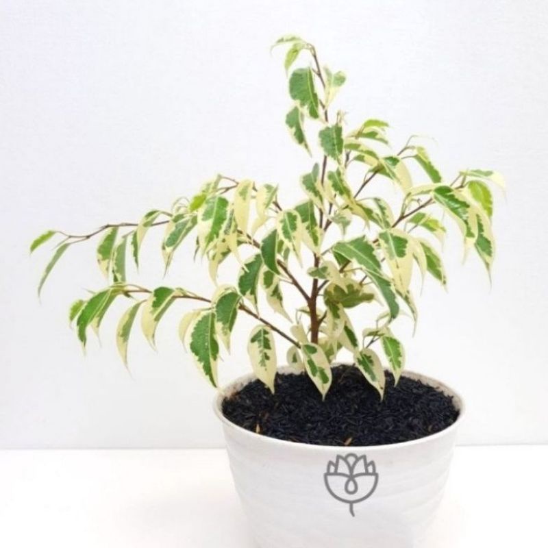 Tanaman Hias beringin Varigata / tanaman hidup beringin putih/ Pohon beringin putih