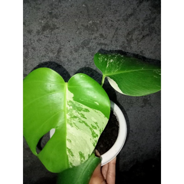 monstera varigata daun pancing