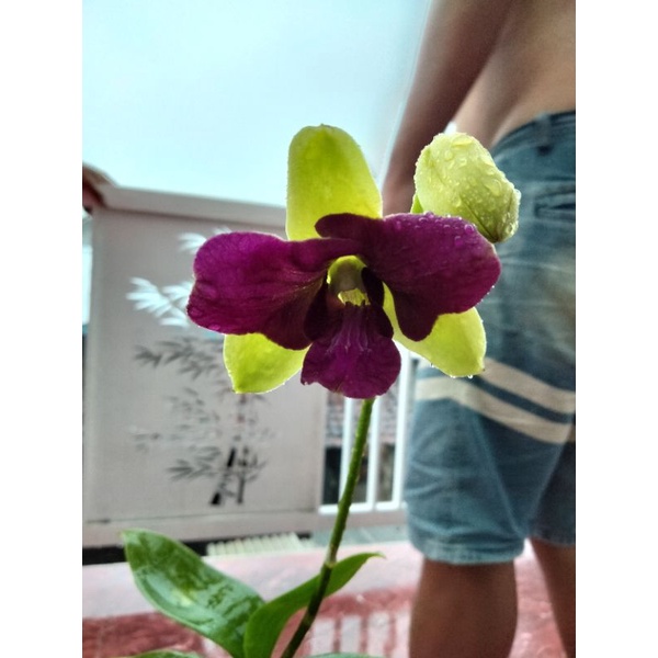 Anggrek Arindang Trilips Besar