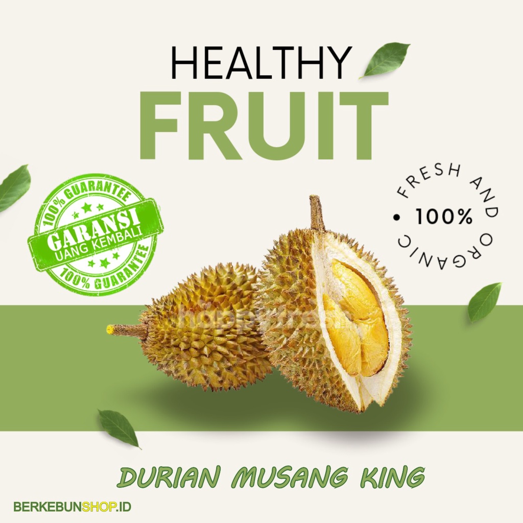 Bibit Durian Musang King Kaki 3 / Durian Musang King Kaki Tiga bisa berbuah dalam pot rasanya Manis 