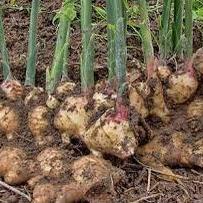 

Real produk--1kg JAHE PUTIH JAHE GAJAH FRESH SUPER TUKUMURAH