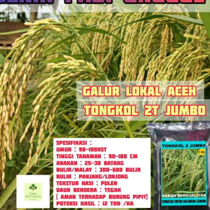 OJ883 COD tongkol2 jumbo benih padi Galur lokal Aceh berkualitas. aunj268