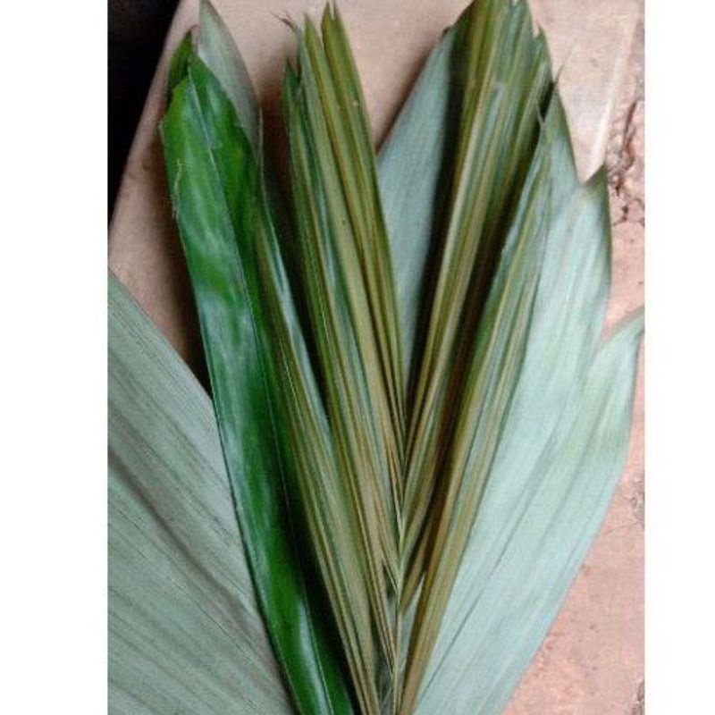 DAUN SALAK SEGAR OBAT WASIR 500 GRAM