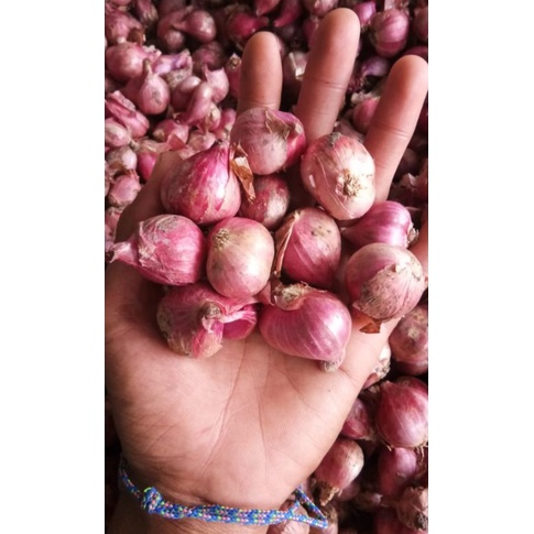

BAWANG MERAH BESAR