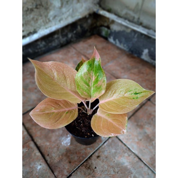 Aglaonema Golden Love