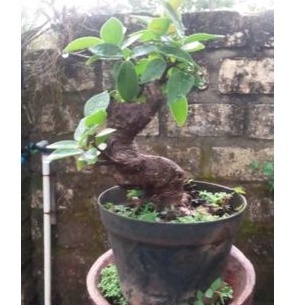 Bonsai Iprik merah ukuran Small /ficus Retusa red