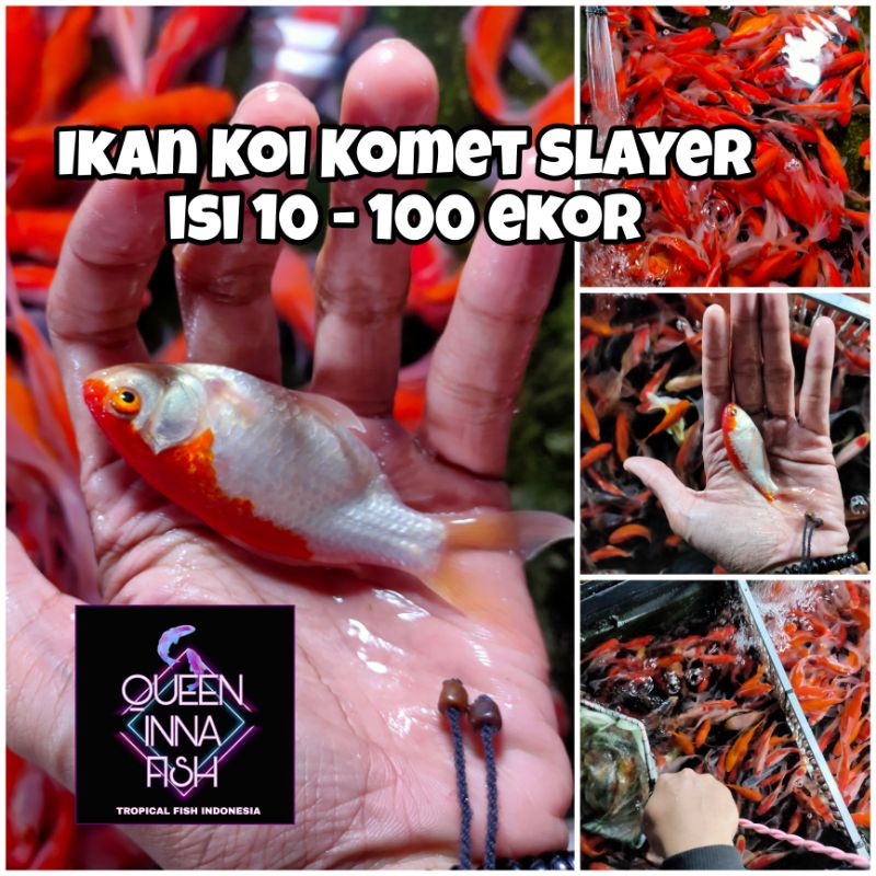 PAKET IKAN KOI KOMET SLAYER / IKAN HIAS KOLAM
