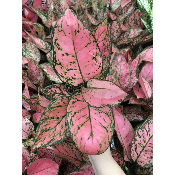 Aglaonema lady valentine