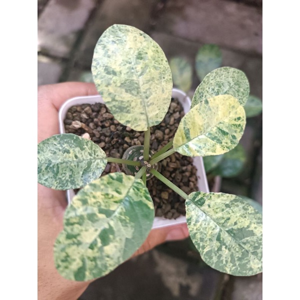 tanaman hias dorstenia variegata