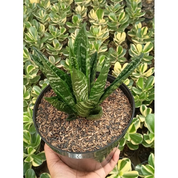 Sansevieria gaster dewasa