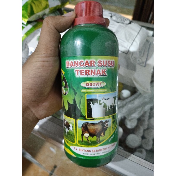 Bancar Obat Meningkatkan Produktivitas Susu Ternak Kambing Domba Sapi