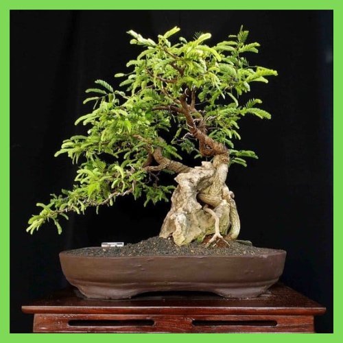 bibit pohon asem Jawa / bibit asam jawa (bisa bahan bonsai) bisa cod