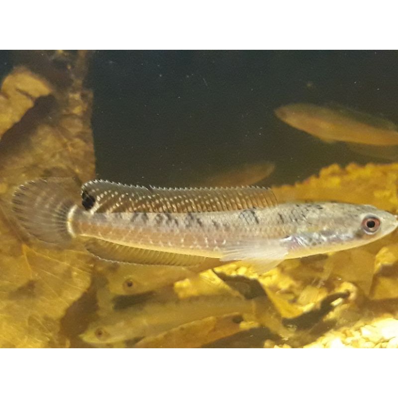 cyanospilos blue spotted snakehead