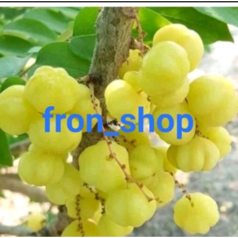 

BUAH CERMAI ASLI LANGSUNG PETIK (1KG)