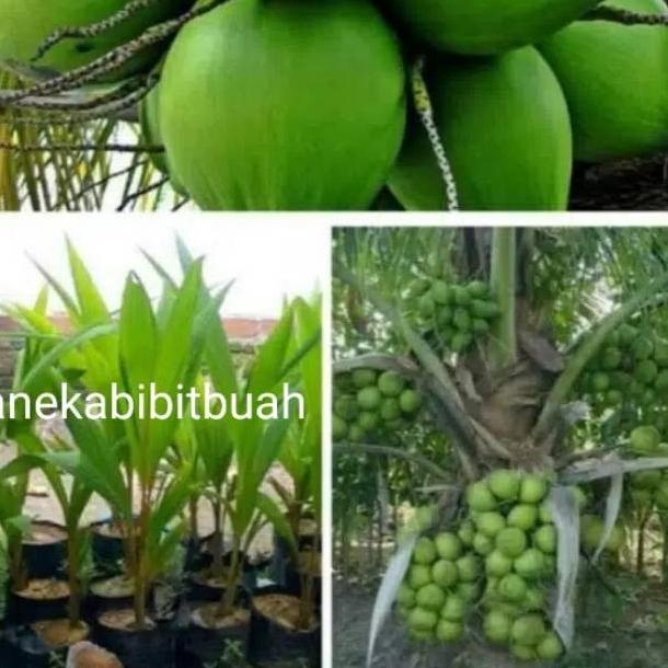 BIBIT KELAPA HIBRIDA HIJAU ASLI JUMBO