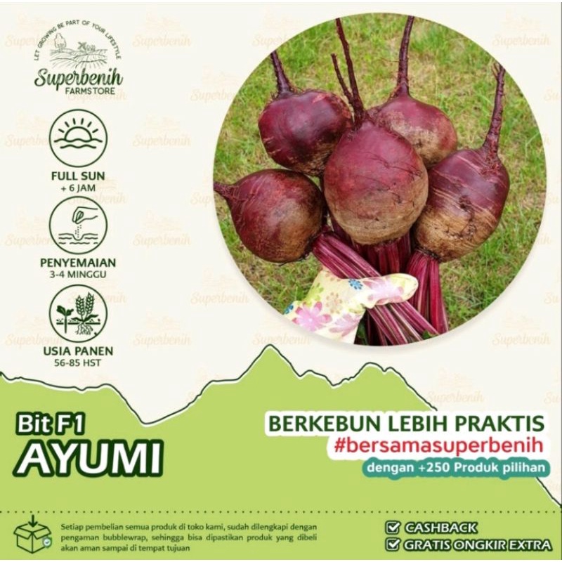 25 Biji - Benih Buah Bit AYUMI F1 hasil umbi lebih seragam (beetroot)