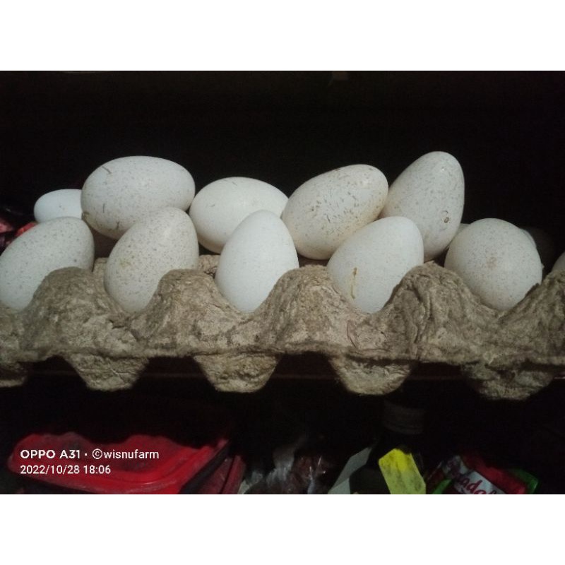 

telur ayam kalkun