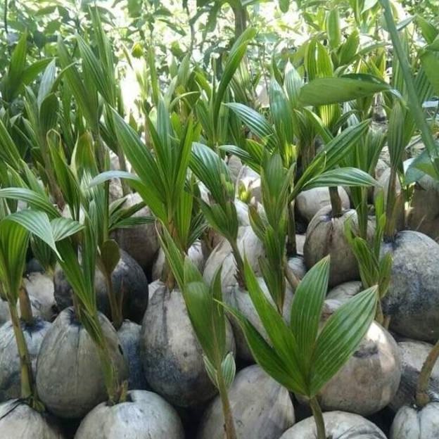 Jual Bibit Kelapa Wulung Super Genjah Shopee Indonesia