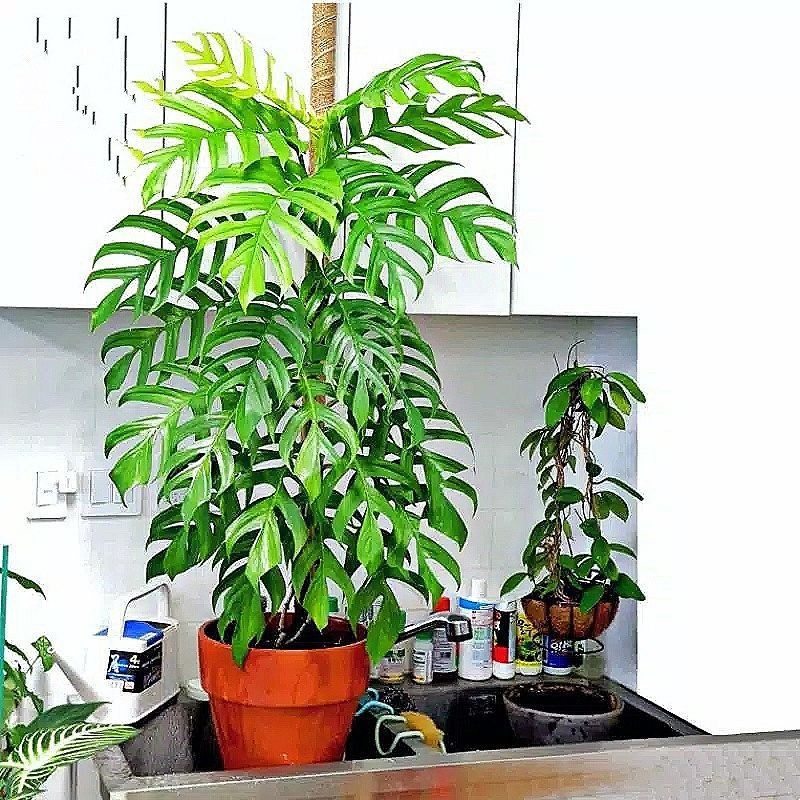 ( TERMURAH) Tanaman Hias Monstera Ekor Naga - Tanaman hias hidup - Philodendro Ekor Naga - Bunga Mon