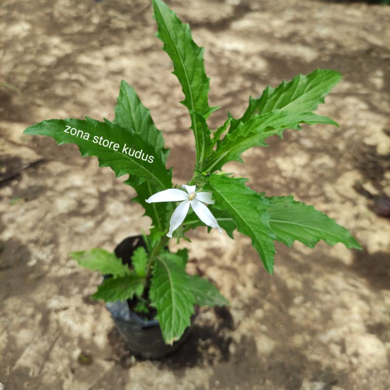 BIBIT KITOLOD BUAT MATA / TANAMAN KITOLOT / HERBAL TETES MATA