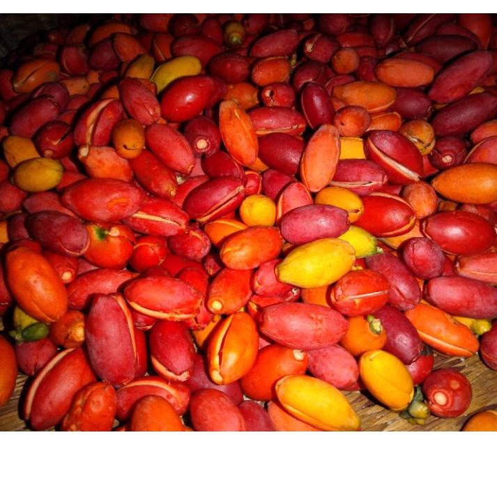 

10.10 SALE kulit melinjo (Tangkil) fresh 1 kg murah