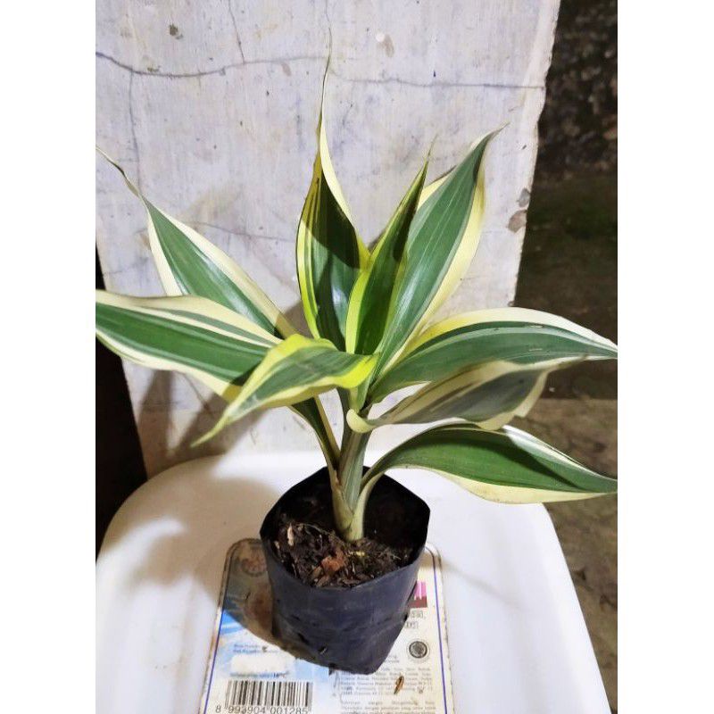 VARIGATA BAMBU HOKI MINI BERAKAR