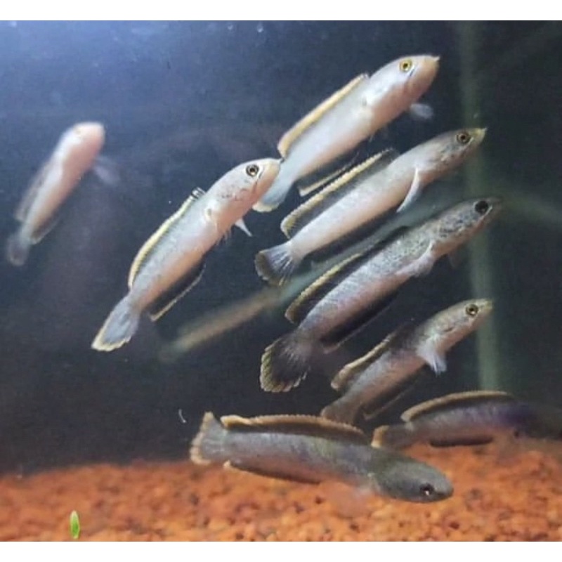 limbata CB an, makan pelet, 5-6 cm, calon rim tebal