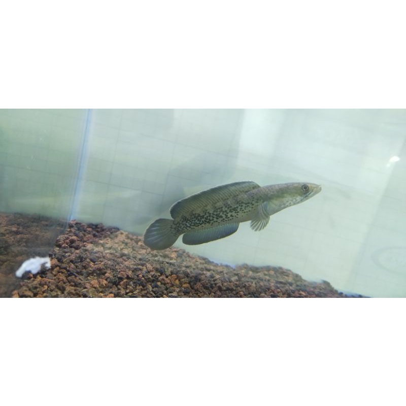 

ikan channa stewarty karbialong