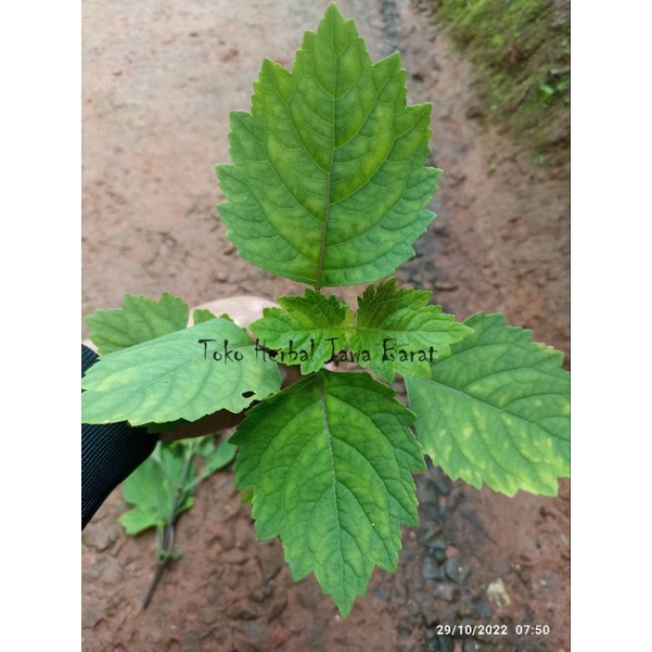 

bibit tanaman Daun nilam segar obat herbal alami