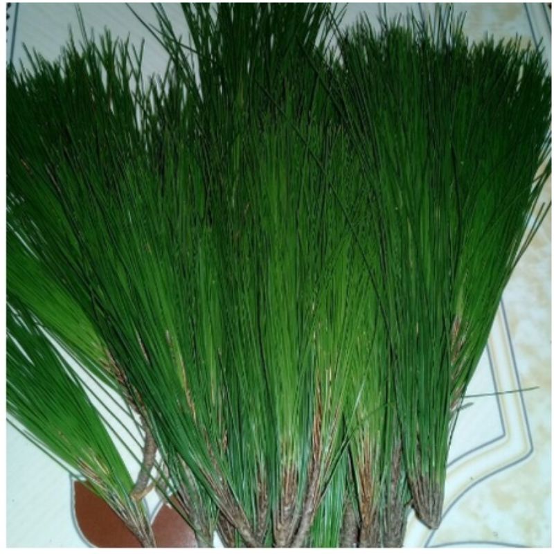 Daun pinus segar 1 kg murah