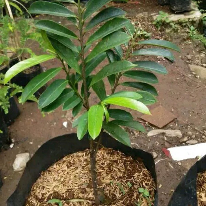 [Terlaris] Bibit Sirsak Madu Super Pohon Sirsak Madu Bibit Buah Sirsak UNGGULAN