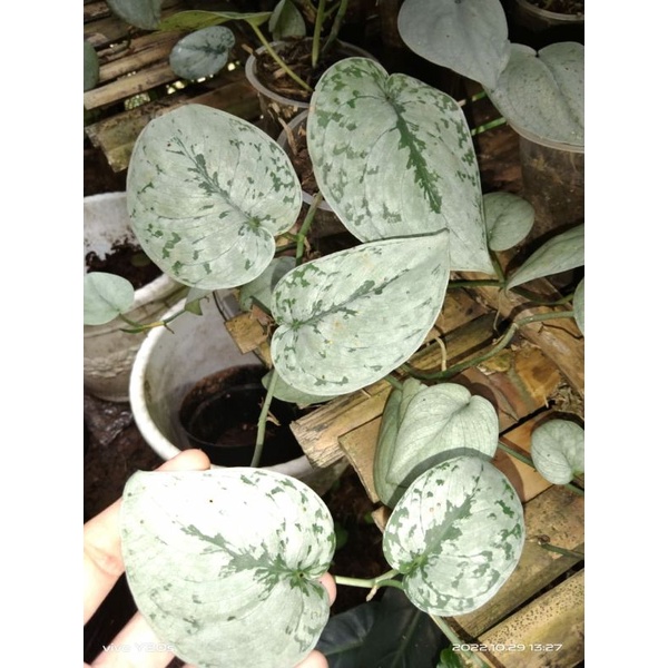 Scindapsus Silver Splash