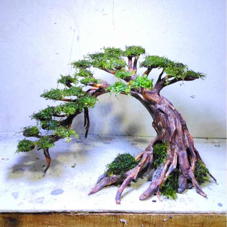 Jual KAYU BONSAI AQUASCAPE HIASAN AQUASCAPE AQUARIUM Shopee Indonesia