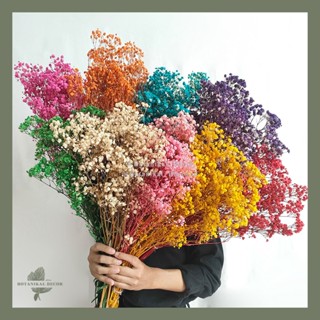 Image of Preserved Real Touch Premium Baby's Breath Gypsophila Bunga Kering Asli Dekorasi Meja