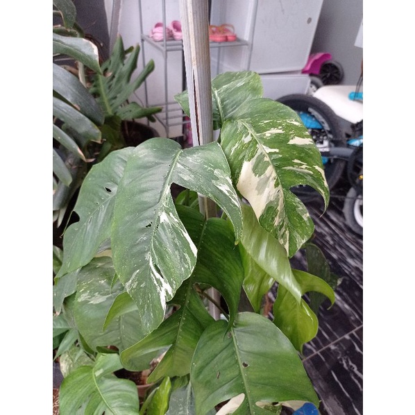 Monstera Ekor Naga Varigata