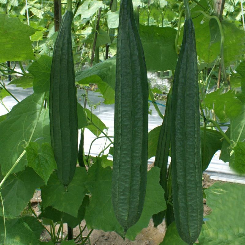 BIJI BENIH OYONG/ SAYUR GAMBAS