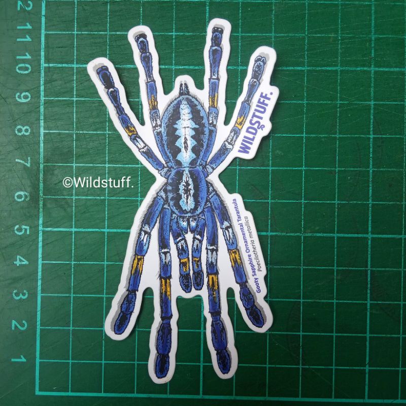 Sticker Wildstuff Tarantula metallica Poecilotheria metallica