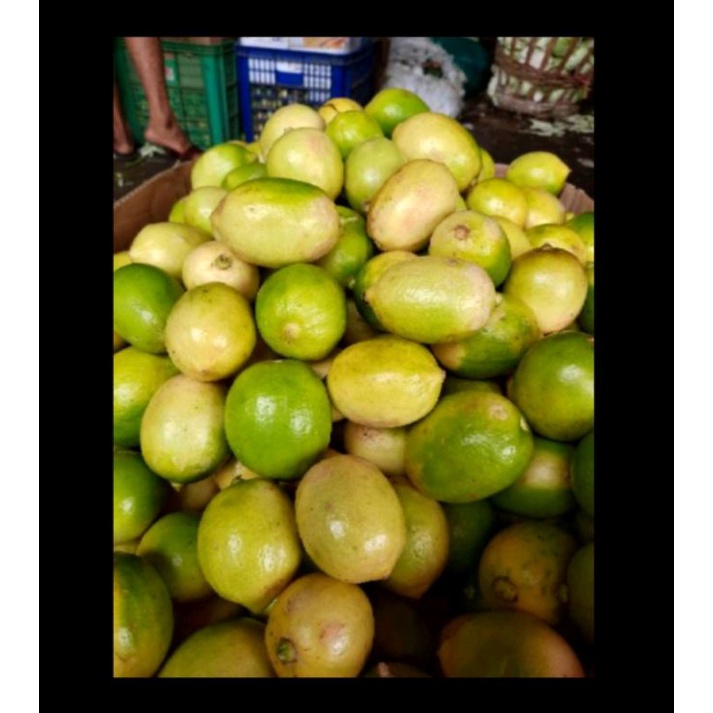 

jeruk lemon (Palembang) kuwalitas super