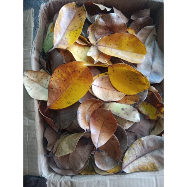 

1kg daun juwet kering