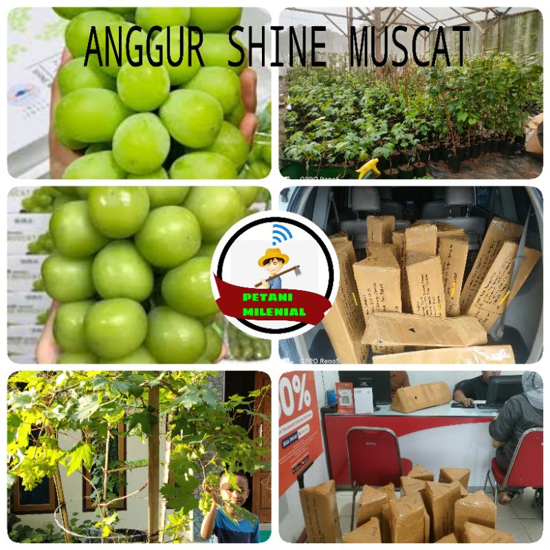 BIBIT ANGGUR IMPORT SHINE MUSCAT VALID 100%