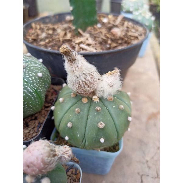 Biji Kaktus Astro Astrophytum Mix