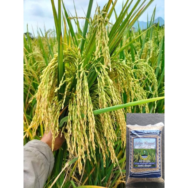 benih padi srikandi jumbo