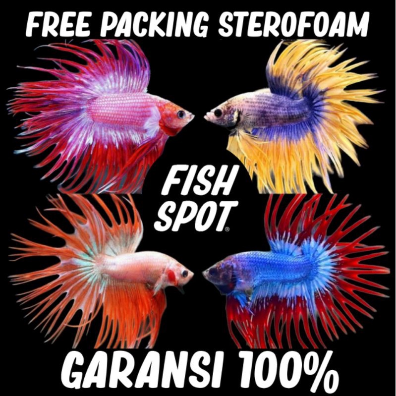 CROWN TAIL / SERIT WARNA CERAH