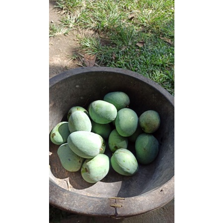 

mangga kampung segar baru panen